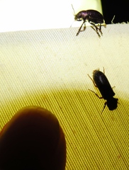 Heteropsoa australis