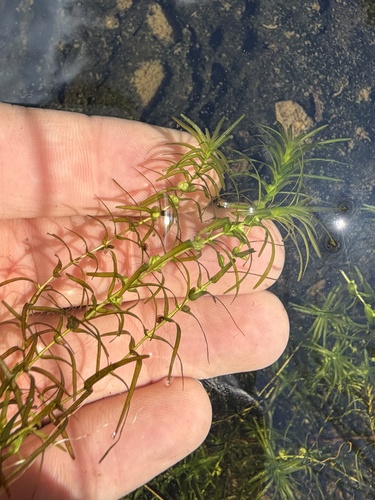 Fassett's water-starwort (Callitriche fassettii)