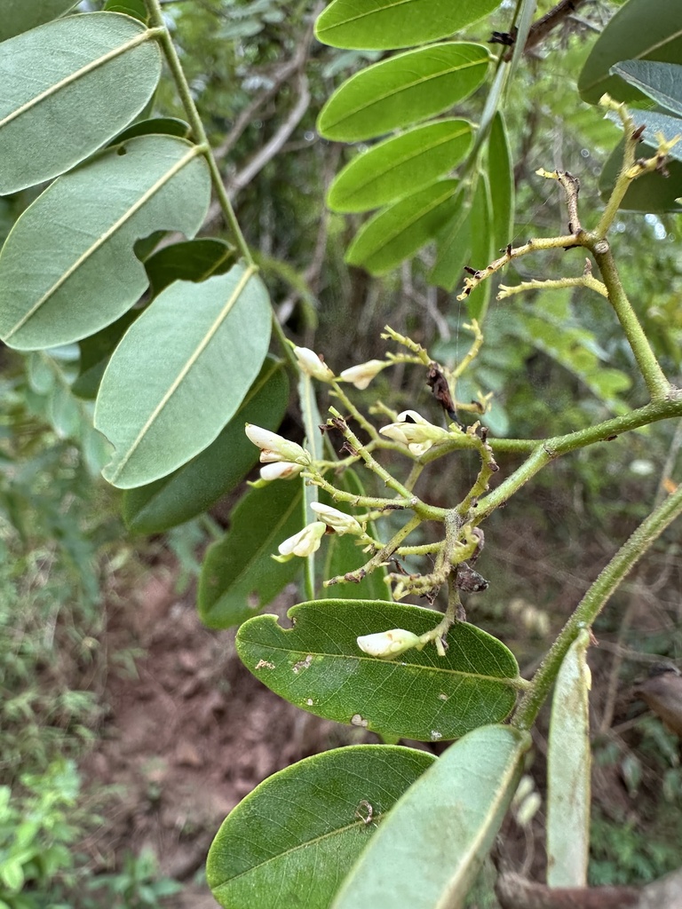 trắc vân nam (Dalbergia yunnanensis)