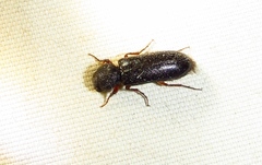 Heteropsoa australis