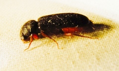 Heteropsoa australis