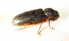 Heteropsoa australis