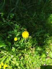 Leontodon tuberosus