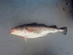 Gadus macrocephalus
