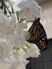 Danaus plexippus plexippus