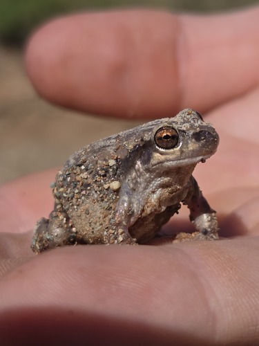 Western Desert Tree Frog