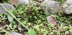 Marchantia emarginata