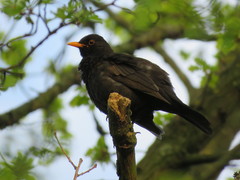 Turdus merula