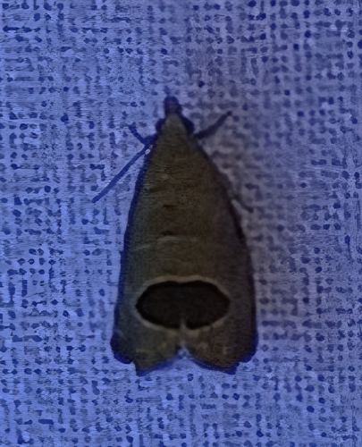 Bramble Shoot Moth