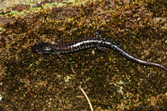 Plethodon caddoensis