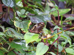 Pieriballia viardi