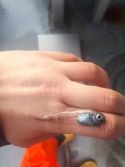 Nectoliparis pelagicus