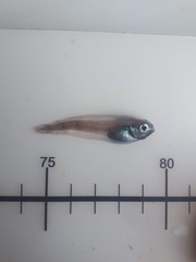 Nectoliparis pelagicus