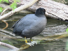 Fulica atra