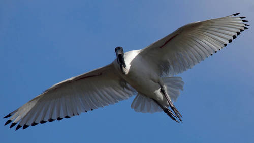 Australian Ibis, photo 10 of 10