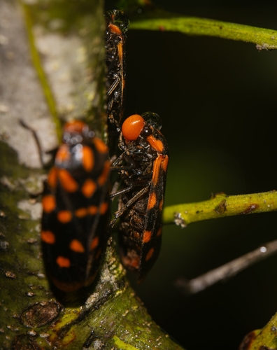 Phymatostetha dorsivitta