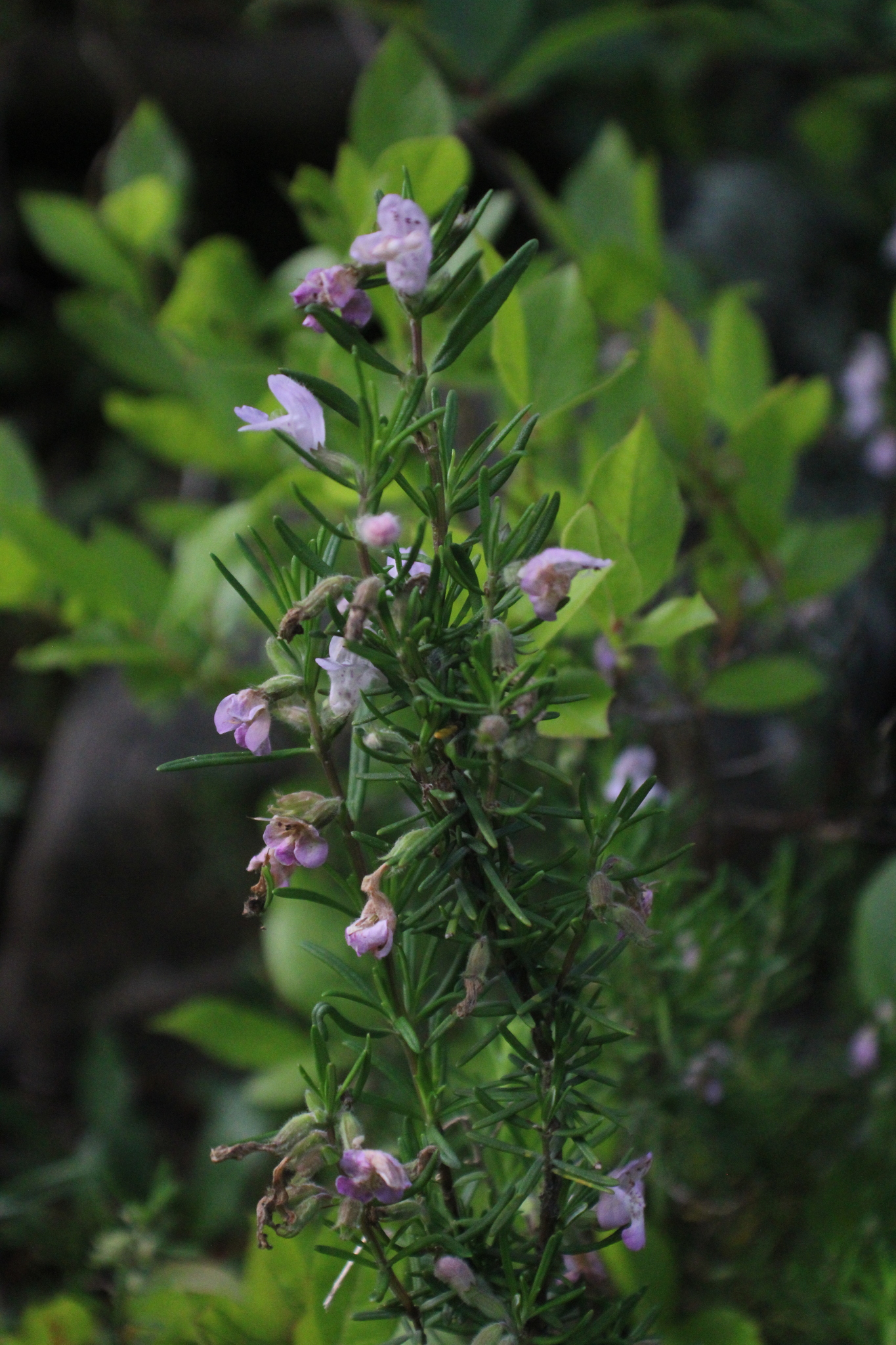 Imagem de Conradina verticillata