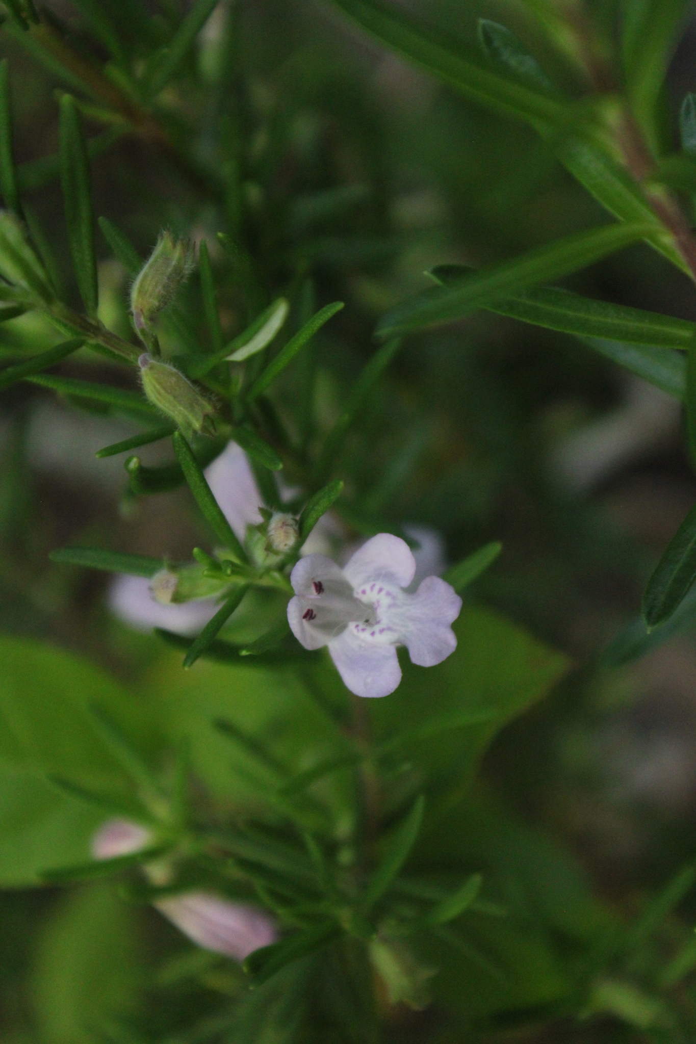 Imagem de Conradina verticillata