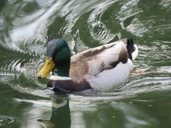 Anas platyrhynchos