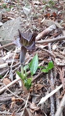 Arisaema limbatum