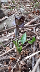 Arisaema limbatum
