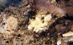 Calcarea