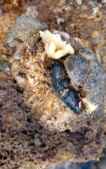 Neoamphicyclus mutans