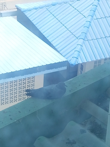 Feral Pigeon