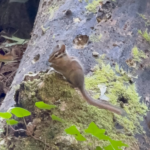 Sonoma Chipmunk observed by foggybirder