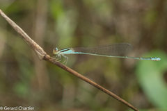 Aciagrion borneense