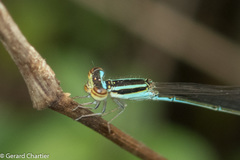Aciagrion borneense