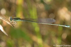 Aciagrion borneense