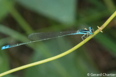 Aciagrion borneense