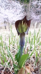 Arisaema limbatum