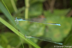 Aciagrion borneense