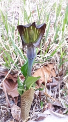 Arisaema limbatum