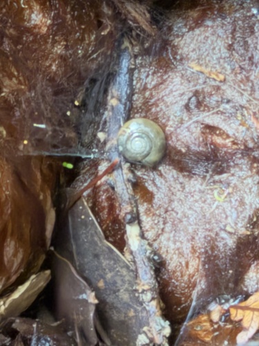 Oxychilus alliarius observed 2026-05-22