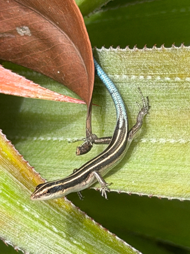 Emoia caeruleocauda