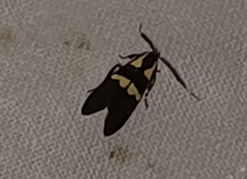 Scarce Forest Tubic