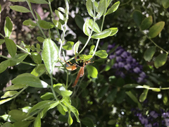 Polistes comanchus comanchus