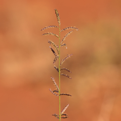 Eragrostis eriopoda