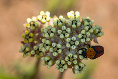 Pseudoclinteria infuscata