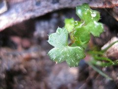 Hydrocotyle callicarpa