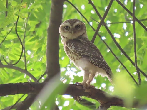 Spotted Owlet