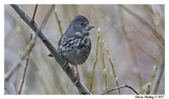 Passerella iliaca stephensi