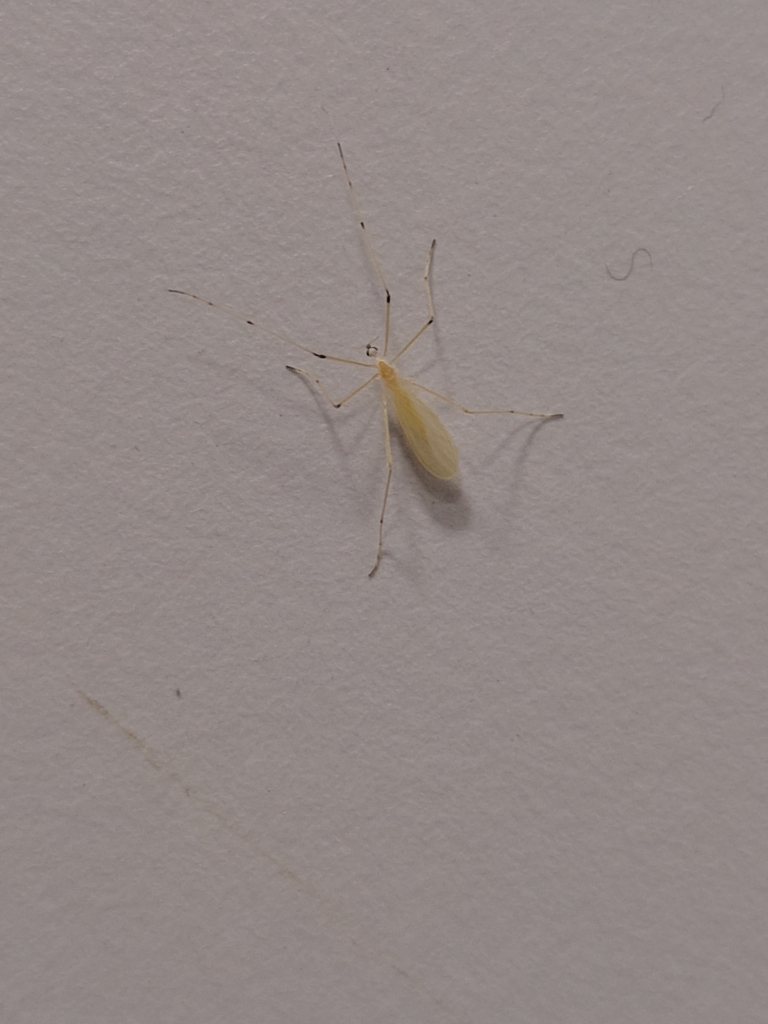 Cheilotrichia imbuta