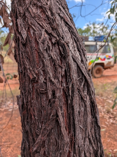Acacia mimula observed 2026-05-22