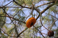 Cronartium conigenum