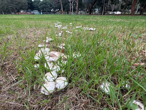 Yellow Stainer