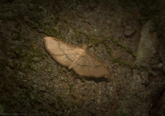 Addaea subtessellata